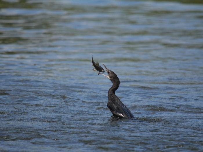 Darter bird swimming in the river