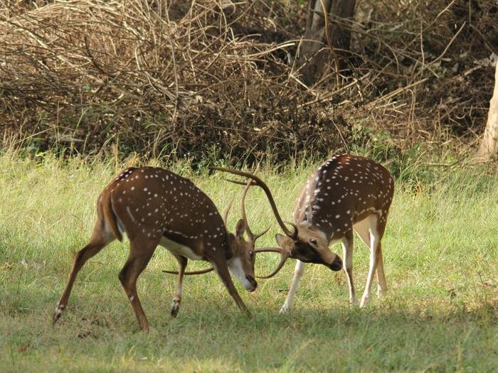 Two spotted deer stags sparring
