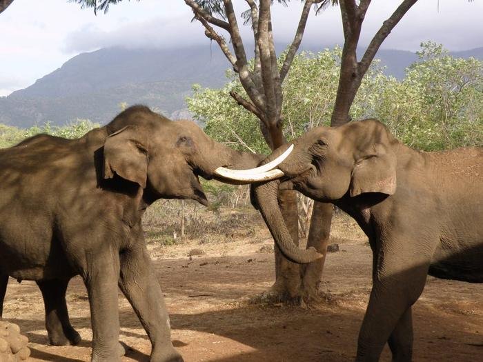 Two wild elephants greeting each other