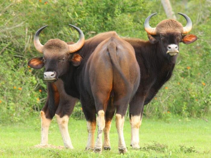 Indian gaur bulls grazing in a forest clearing