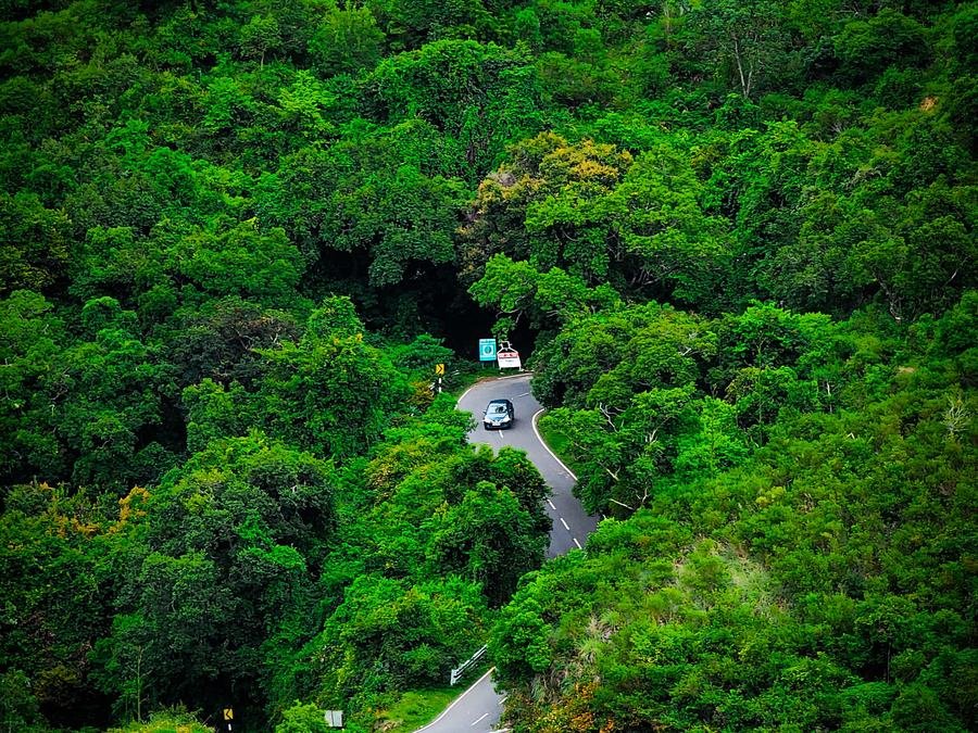 Aerial view of a winding road through dense green forest